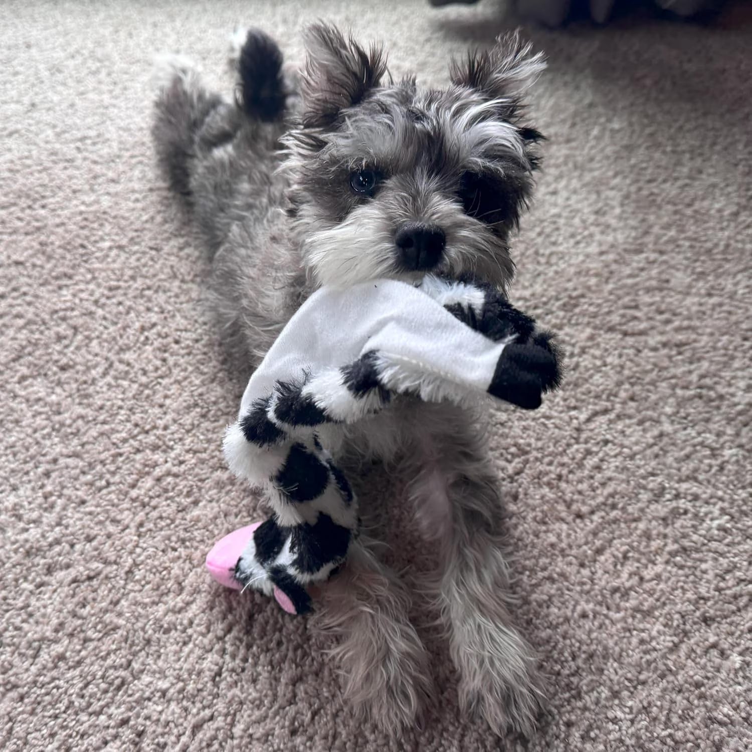 SPOT Skinneeez Crinkle Dog Toy, Stuffing-Free Cow Toy with Squeaker for Small Dogs and Puppies,For Moderate Chewers 14 Inch