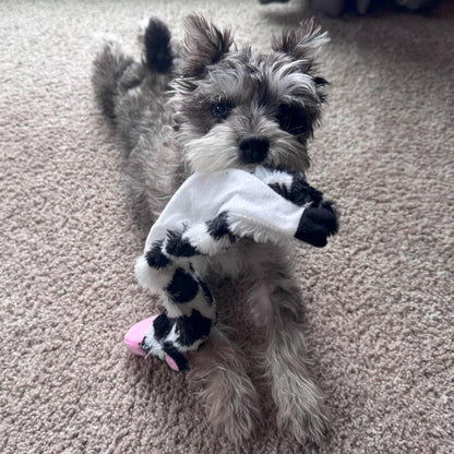 SPOT Skinneeez Crinkle Dog Toy, Stuffing-Free Cow Toy with Squeaker for Small Dogs and Puppies,For Moderate Chewers 14 Inch