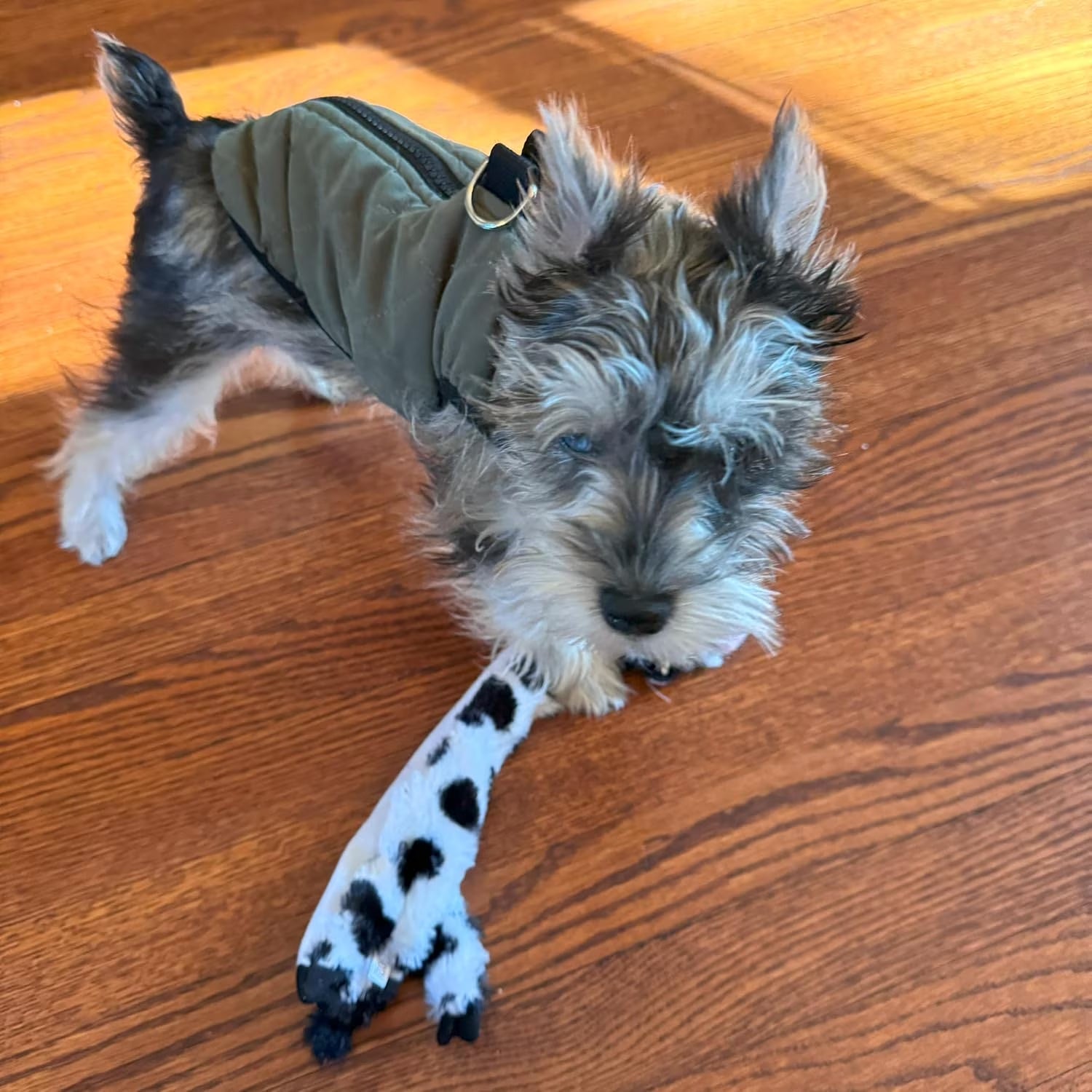 SPOT Skinneeez Crinkle Dog Toy, Stuffing-Free Cow Toy with Squeaker for Small Dogs and Puppies,For Moderate Chewers 14 Inch