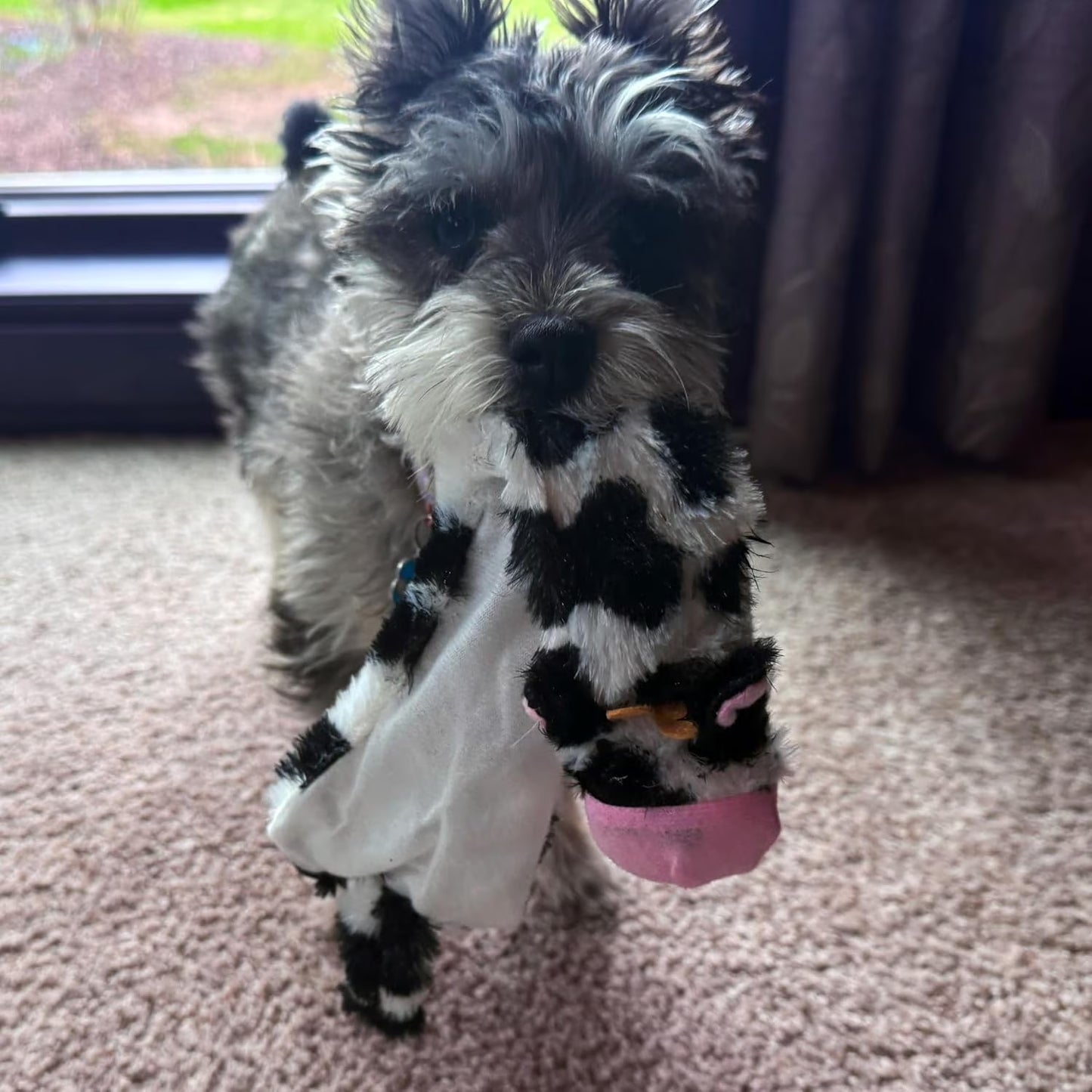 SPOT Skinneeez Crinkle Dog Toy, Stuffing-Free Cow Toy with Squeaker for Small Dogs and Puppies,For Moderate Chewers 14 Inch
