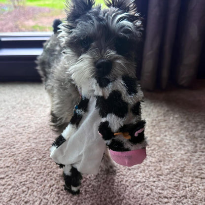 SPOT Skinneeez Crinkle Dog Toy, Stuffing-Free Cow Toy with Squeaker for Small Dogs and Puppies,For Moderate Chewers 14 Inch