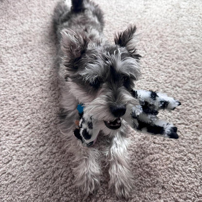 SPOT Skinneeez Crinkle Dog Toy, Stuffing-Free Cow Toy with Squeaker for Small Dogs and Puppies,For Moderate Chewers 14 Inch