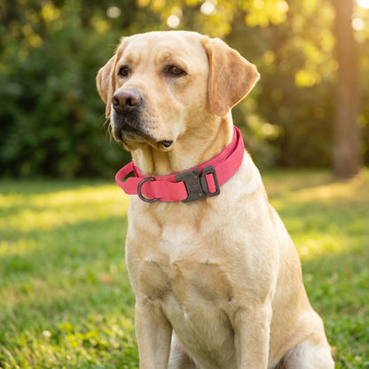 Trail Collar & Leash Set