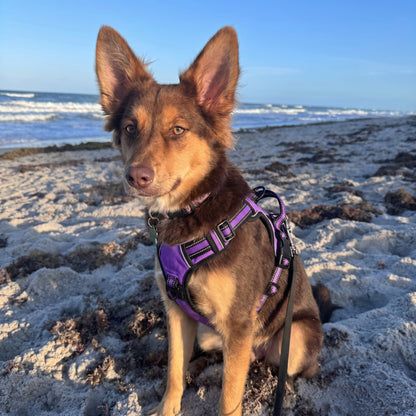 The Adventure Harness